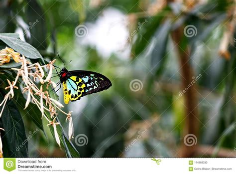 Colors of a CAIRNS BIRDWING BUTTERFLY on a Leaf Stock Photo - Image of ...