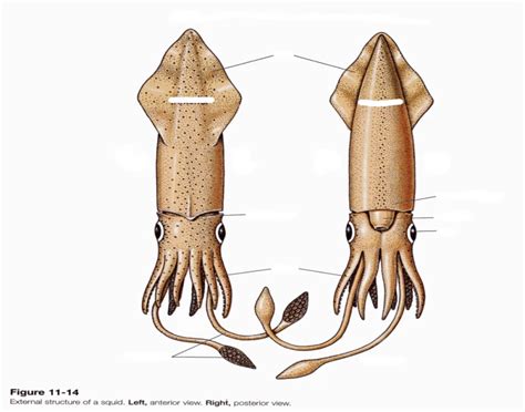 Exterior squid anatomy Quiz