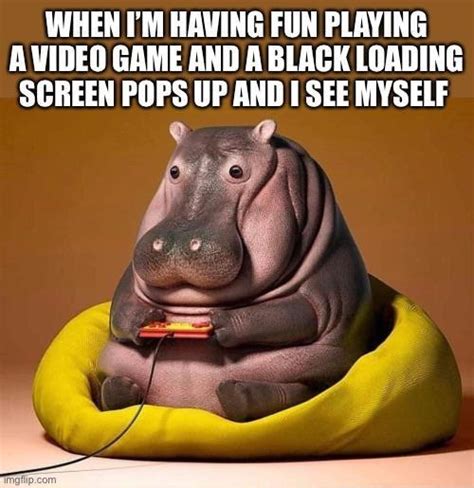 The best Hippo memes :) Memedroid