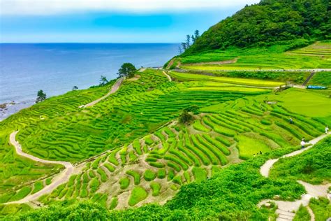 5 Most Beautiful Rice Field Terraces in Japan - Japan Web Magazine