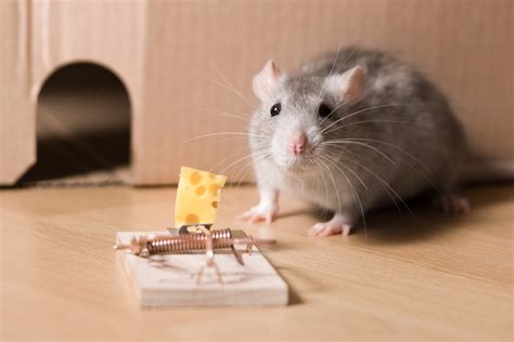 What Are the Most Effective Mouse Traps? - Mice Mob Exterminators