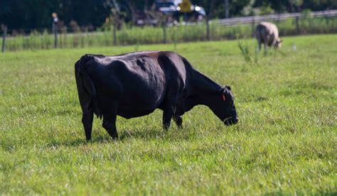 15 Types of Hay for Cows - Farmhouse Guide