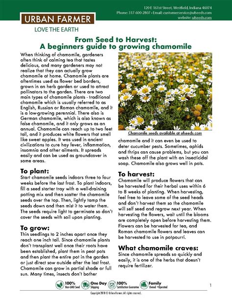 From seed to harvest: Chamomile | Chamomile growing, Companion gardening, Container gardening ...