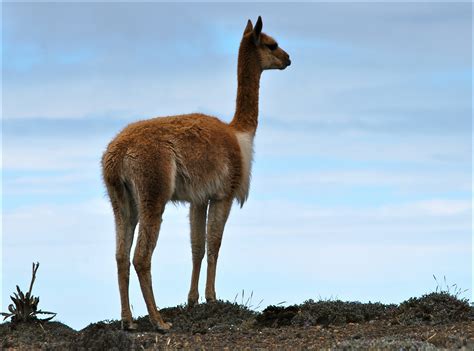 Vicuña del peru - Animales del Perú