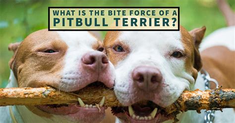 Pit Bull Bite Force: What is the Bite Force of a Pitbull Terrier ...