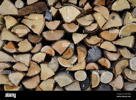 Firewood logs of different types of wood are stacked in the storage ...