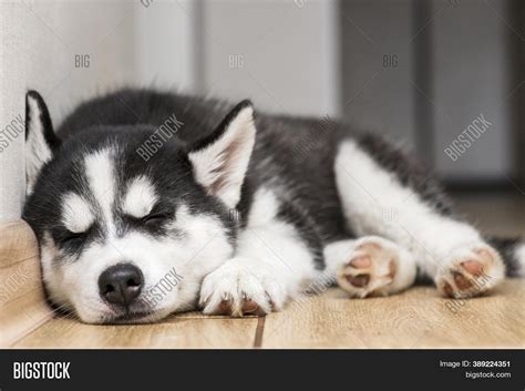 Husky Puppy Sleeping Image & Photo (Free Trial) | Bigstock