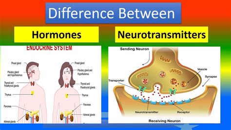 Difference Between Hormones and Neurotransmitters - YouTube