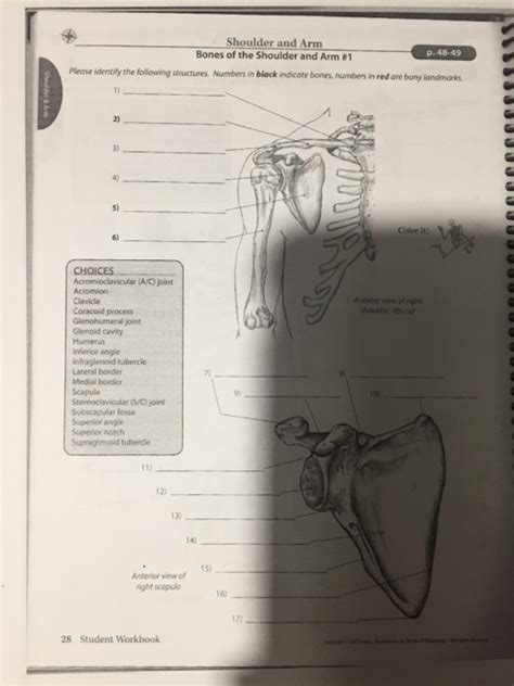 Solved Shoulder and Arm Bones of the Shoulder and Arm #1 p. | Chegg.com