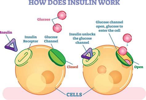 Sliding Scale Insulin Therapy Chart For Diabetics - Breathe Well-Being