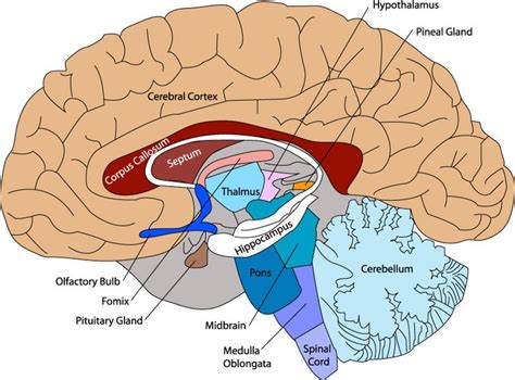 brain diagram