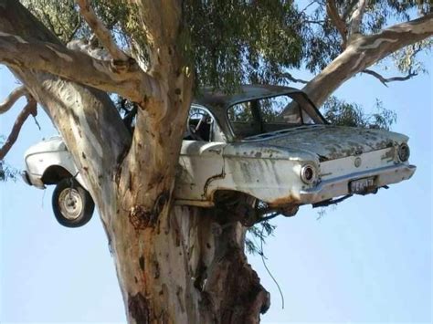 Falcon Nesting in Tree. | BIRDS in BACKYARDS