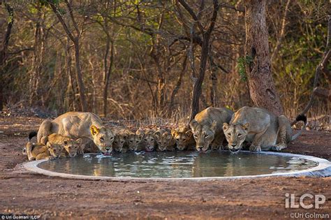 Latest News on Asiatic Lion: Asiatic lions of the Gir Forest whose only ...