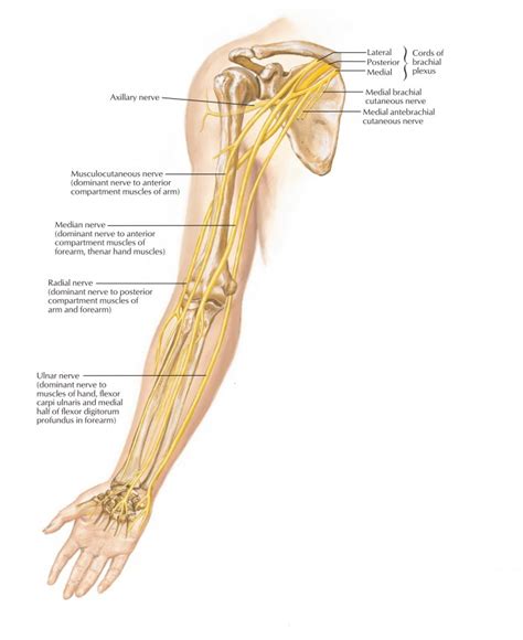 Ulnar Nerve – Anatomy, Course, Motor, Sensory and Clinical Significance ...