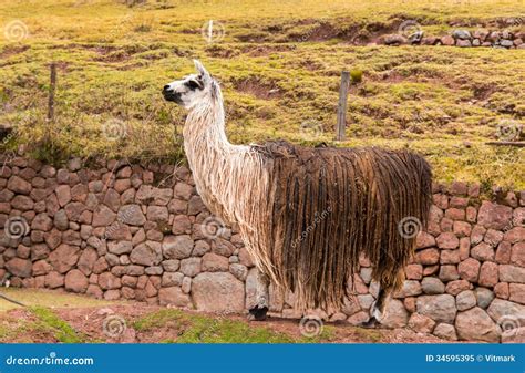 Peruvian Vicuna. Farm Of Llama,alpaca,Vicuna In Peru,South America ...