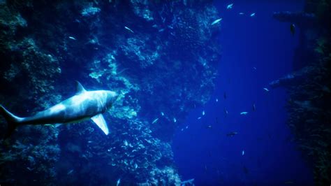 Shark Swimming Stock Video Footage for Free Download