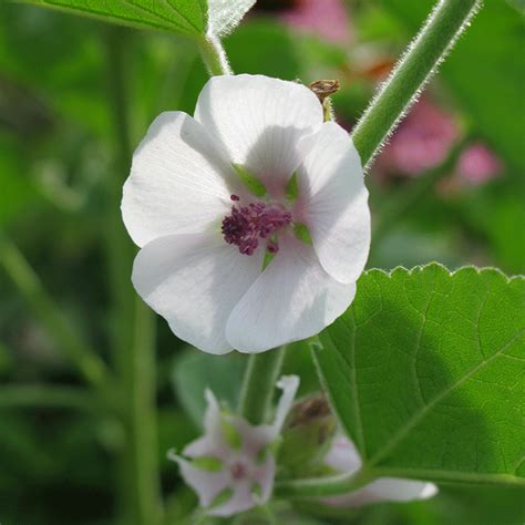 Eight Herbal Plant Families | Flora Verdura | A resource for herbalist ...