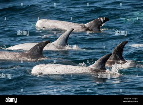 Pod of Risso Dolphin (Grampus griseus) at surface, Baja California, Mexico Stock Photo - Alamy