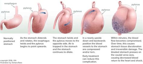 Gastric Dilatation And Volvulus (GDV): What Causes It?