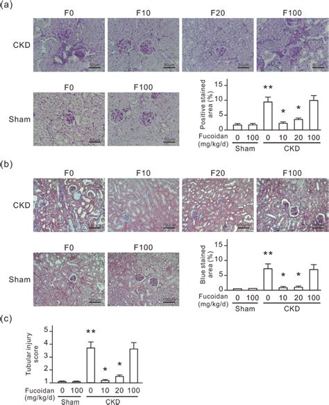 Oligo-fucoidan at low dosage inhibits renal tubulointerstitial fibrosis... | Download Scientific ...