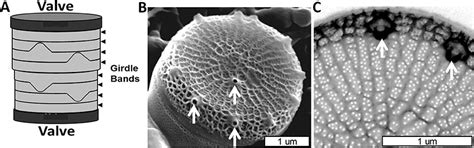 Diatoms Cell Diagram