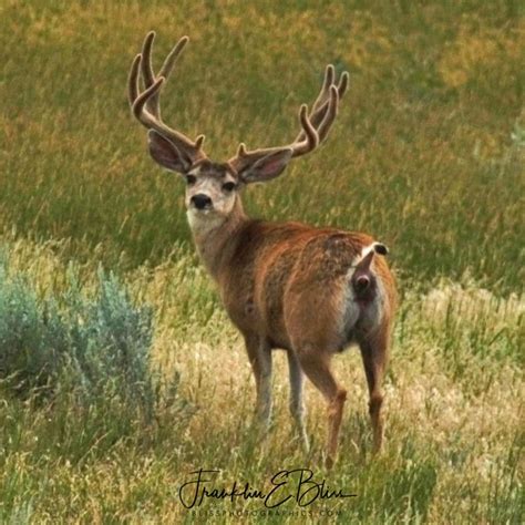 "Hunting Season" This is What This Buck Thinks of It - Bliss Photographics Deer