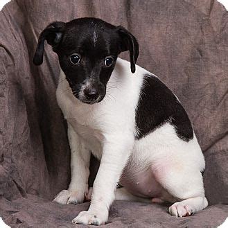 TARA | Adopted Puppy | Anna, IL | Rat Terrier/Dachshund Mix