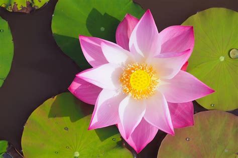 Premium Photo | Beautiful lotus flower in river, top view