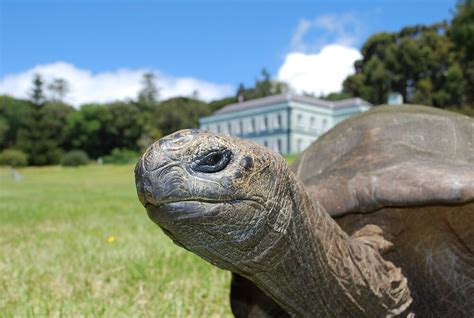 "Jonathan the Tortoise at Plantation House, St Helena" by dizzyshell42 ...