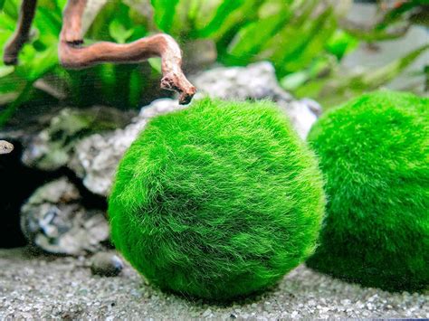 Marimo Moss Ball Uk - 3o5umhjs6