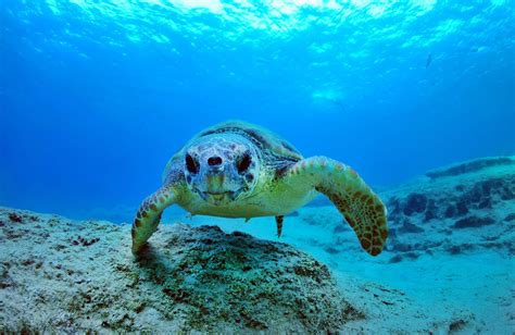 It’s nesting season for Turkey’s caretta carettas | Daily Sabah