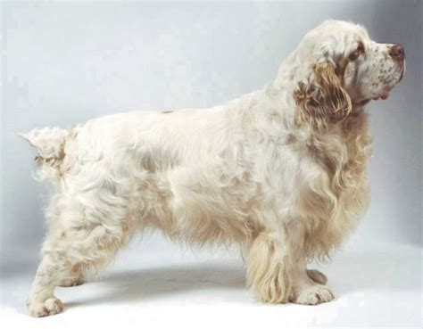 Clumber Spaniel-Puppies and Dogs for Sale – Jelena Dogshows