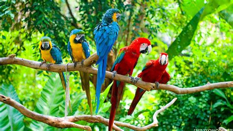 macaw, Parrot, Bird, Tropical, 59 Wallpapers HD / Desktop and Mobile Backgrounds
