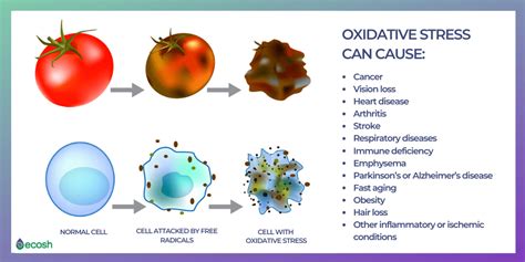 ANTIOXIDANTS - Health Benefits, Deficiency Causes, Symptoms and Antioxidant Rich Foods - Ecosh