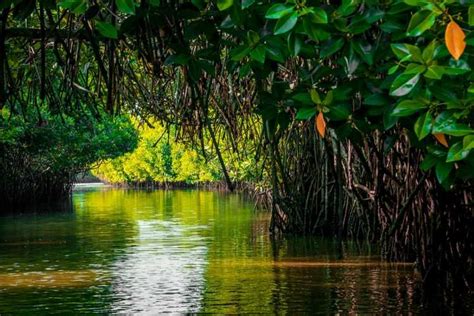 Biodiversity hotspots: A look at top 5 mangrove forests in India | Times of India Travel