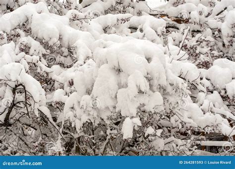 During the Snow Storm in Montreal Stock Image - Image of snow, freshness: 264281593