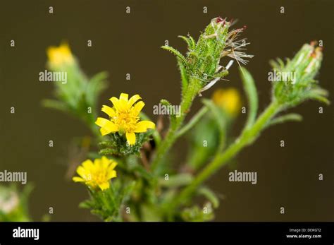 Stinkweed hi-res stock photography and images - Alamy