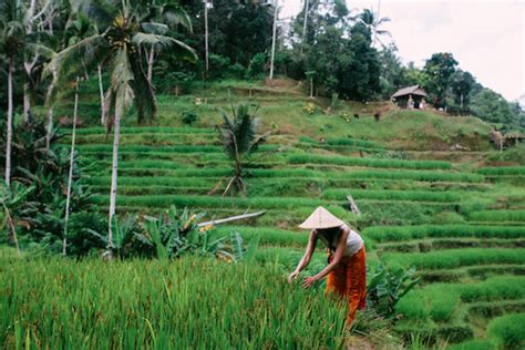 Rice growing in Southeast Asian countries — kidcyber