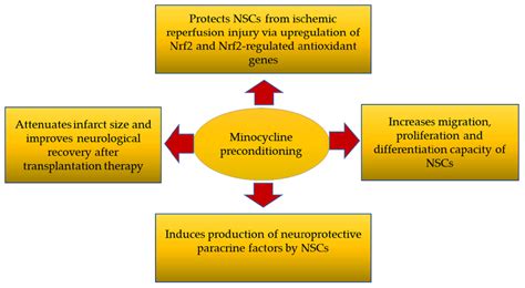 Four major mechanism of action by minocycline-preconditioned NSCs after... | Download Scientific ...