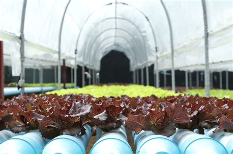 HYDROPONIC FARMING - ForFarming