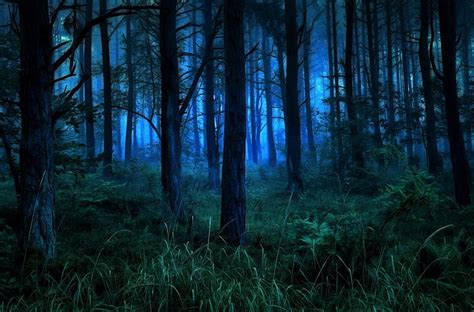 Night Fog In The Woods