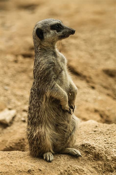 Meerkat in its habitat stock photo. Image of desert - 194831390