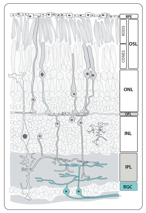 Retinal Cell Types — Zebrafish UCL