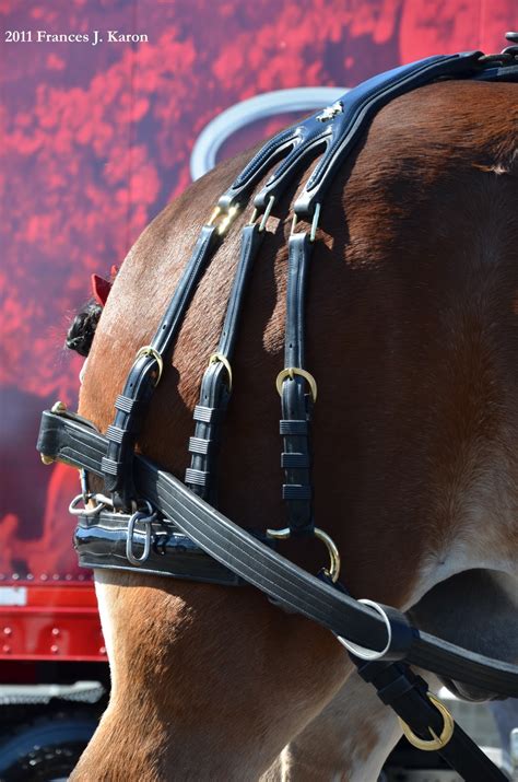 Running Rough Shod: Clydesdales, Clydesdales, CLYDESDALES!