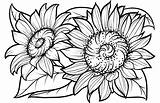 Sunflower coloring Pages  100 Free sketch template