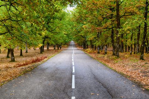 Road Lying Ahead In The Forest Free Stock Photo - Public Domain Pictures