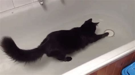 10 Cat Breeds That Actually Like Swimming (As Told in GIFs) - Petful