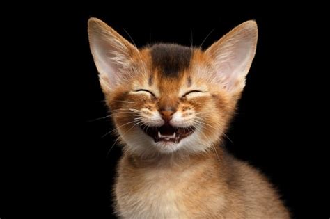 Do Cats Laugh? | Cuteness