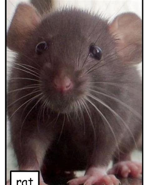 How to Care for Baby Rats - PetHelpful - By fellow animal lovers and ...