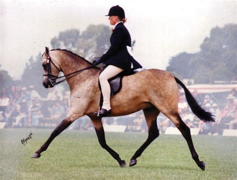 Show Pony Standard of Excellence | Riding Pony Stud Book Society Ltd